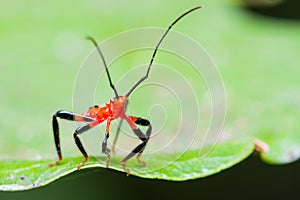 Red Assassin bug nymph