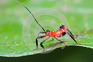 Red Assassin bug nymph