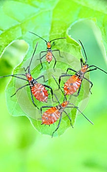 red assassin bug nymph