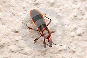 Red assassin bug, Satara, Maharashtra,