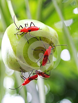 Red assassin bug