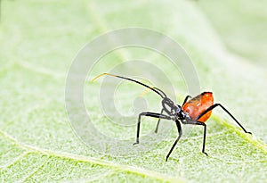 Red assassin insect on leaf