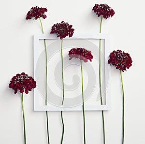Red aster flowers on white background