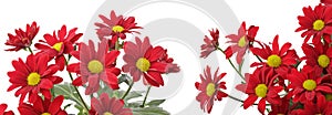 Red asters bouquet on white horizontal long background