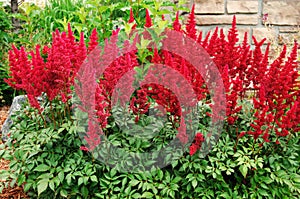 Red Astilbe (False Spirea)