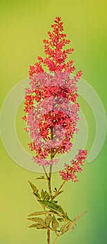 Red Astilbe flowers, green bokeh background, close up, . Family Saxifragaceae, known as false goats beard photo