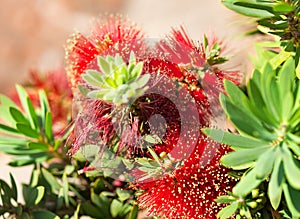 Red Australian Flower Callistemon cultivar
