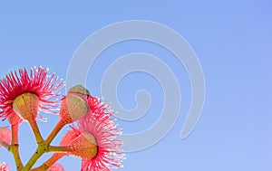 Red Australian gum flowers and blue sky