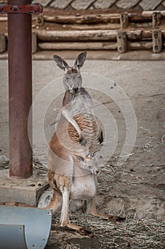 Red Australian kangaroo