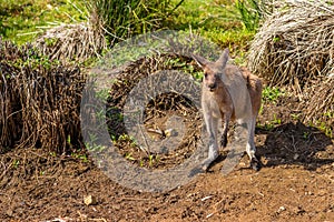 Red Australian Kangaroo