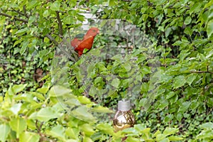 A red Australian male King Parrot sitting in a tree in a domestic garden