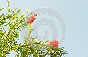 Red Australian wildflower Callistemon bottlebrush