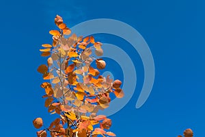 red autumn aspen leaves against the sky