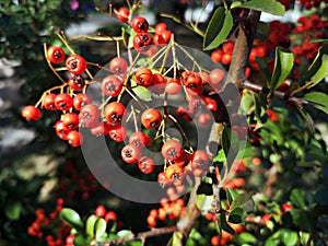 Red autumn berries