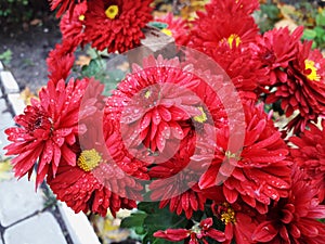 Autumn chrysanthemum flowers