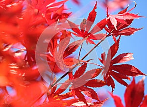 Red Autumn Colour, Acer foliage up close