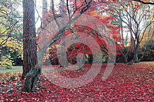 Red autumn colour of Acer Palmatum Atropurpureum trees the Arboretum in Rogow in Poland