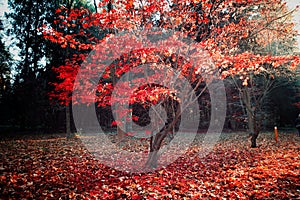 Red autumn colour of Acer Palmatum Atropurpureum trees the Arboretum in Rogow in Poland