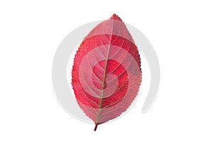 Red autumn fall leaf isolated on white background