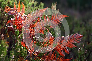 Red autumn fern