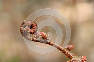 Red autumn fern fiddlehead on long stem