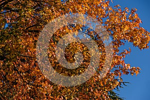 Red autumn foliage of Liquidambar styraciflua, commonly called American sweetgum Amber tree