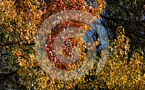 Red autumn foliage of Liquidambar styraciflua, commonly called American sweetgum Amber tree in city park