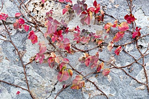 Red autumn foliage on stone wall
