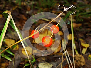 Red in the autumn forest - berry, lily of the valley flower seeds  poisonous . A close up of the Lily of the valley berries .