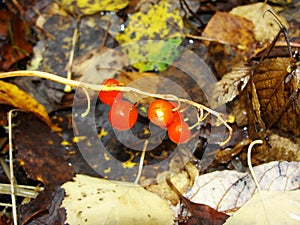 Red in the autumn forest - berry, lily of the valley flower seeds  poisonous . A close up of the Lily of the valley berries .