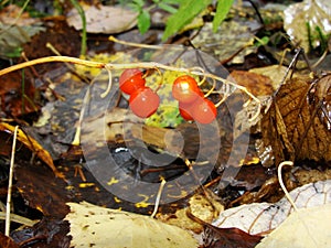 Red in the autumn forest - berry, lily of the valley flower seeds  poisonous . A close up of the Lily of the valley berries .