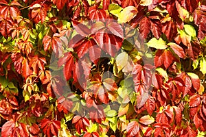 Red autumn grape leaves