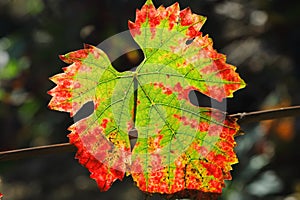 Red autumn grape leaves