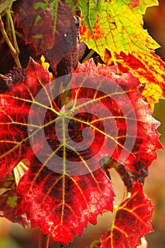 Red autumn grape leaves