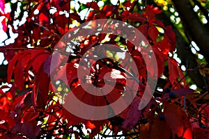 Red autumn grape leaves, abstract autumnal background