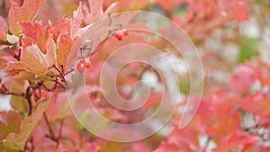 Red autumn guelder rose leaves, wild viburnum berry fall leaf in rainy forest.