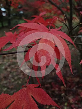 Red autumn Japanesemaple acer tree leaf