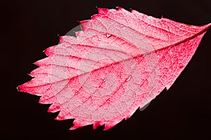 Red autumn leaf