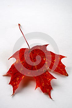 Red Autumn Leaf