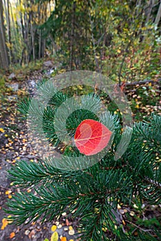 Red Autumn Leaf