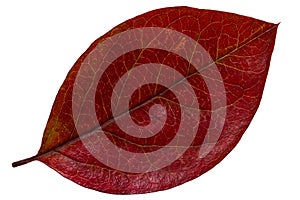 Red autumn leaf