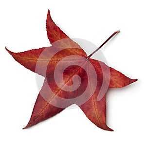 Red autumn leaf of an American sweetgum tree