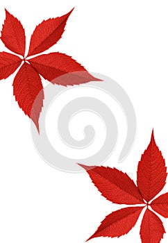 Red autumn leaf border