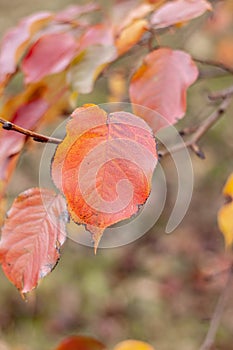 Red autumn leaf on a branch, with a blurred background