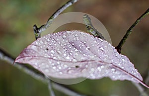 Red autumn leaf with drops of water close-up on a blurred forest background. Autumn background