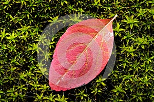 Red Autumn Leaf on Green Moss Lush Growth With Water Drops