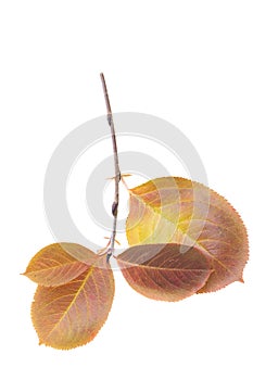 Red autumn leaf, isolated on white background