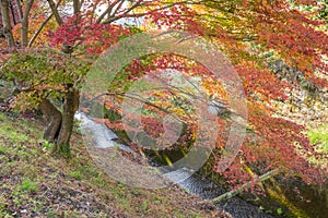 Red autumn leaf lighted up by sunshine in Obara, Nagoya, Japan