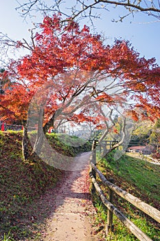 Red autumn leaf lighted up by sunshine in Obara, Nagoya, Japan