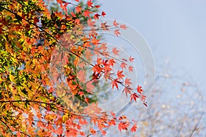 Red autumn leaf lighted up by sunshine in Obara, Nagoya, Japan